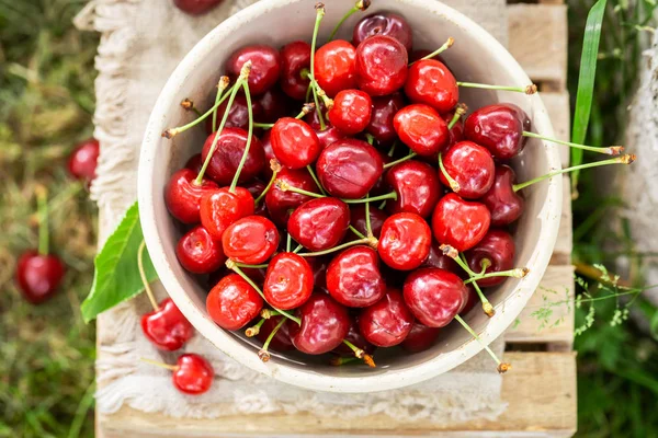 Vue du dessus des cerises douces mûres dans un jardin ensoleillé — Photo