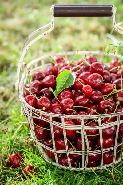 Closeup of sweet cherries in the white basket — Stock Photo, Image