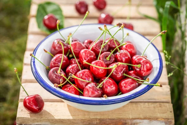 Cerezas sanas y dulces en un jardín soleado — Foto de Stock