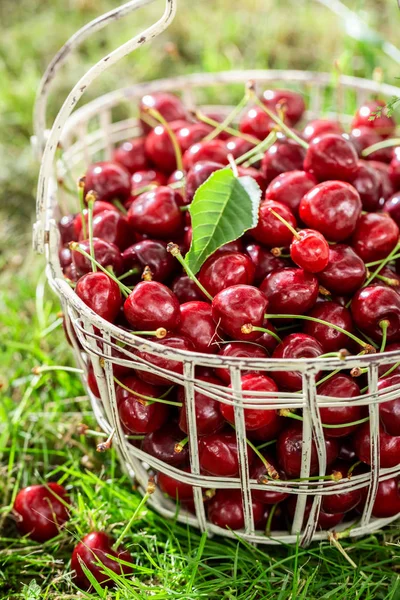 Cerezas sabrosas y dulces en la canasta blanca — Foto de Stock