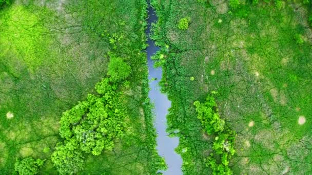 Vista dall'alto delle alghe verdi sul lago, che volano sopra — Video Stock