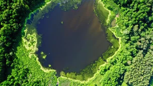 Vista superior de las algas en flor en el lago, vista aérea — Vídeos de Stock