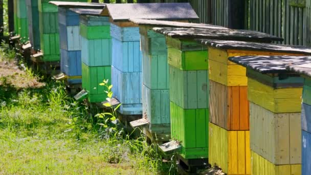 Colmenas coloridas con abejas en el campo, Polonia en verano — Vídeo de stock