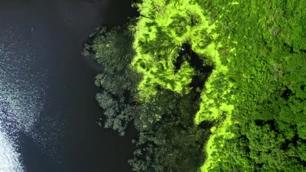 Zöld algák felsõ nézete a tavon, légi kilátás — Stock videók