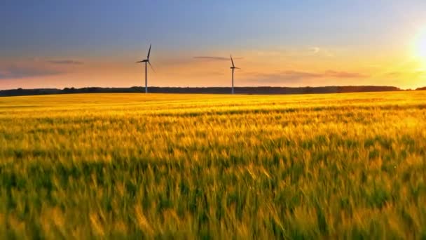 Golden field and wind turbines at sunset, aerial view, Poland — Stock Video