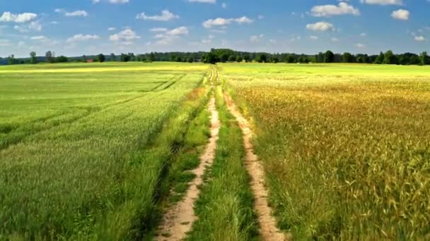 Countryroad tussen graanvelden in de zomer — Stockvideo