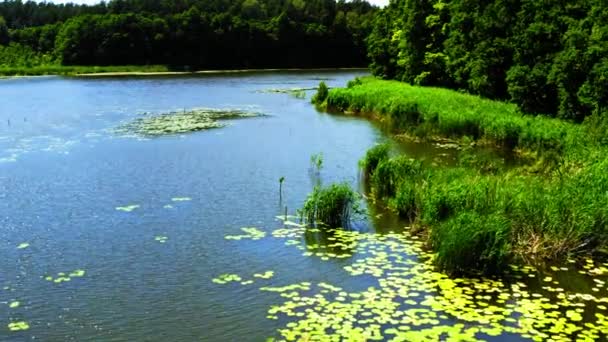 Lac et forêt verte dans le parc naturel de Tuchola, vue aérienne — Video