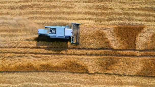 Hasat buğday tarlası birleştirin. Tarlada çalışan hasat makinesi, havadan görünüm — Stok video