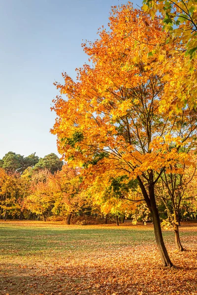 Albero d'oro in giornata di sole in autunno — Foto Stock