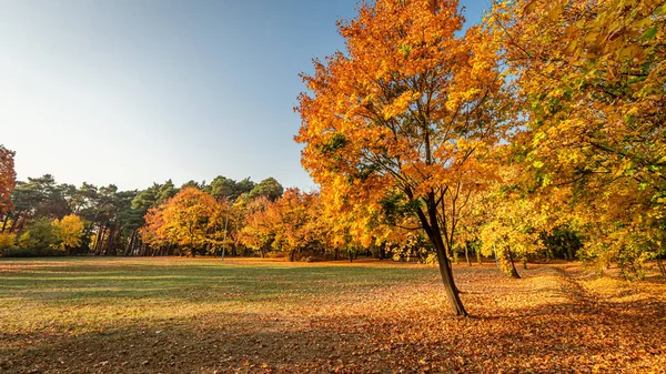 Polonya'da sonbaharda kahverengi ve altın orman — Stok fotoğraf