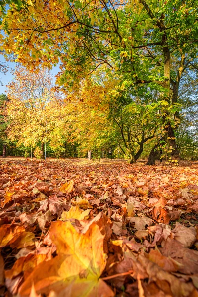 Verbazingwekkende gouden boom bladeren in de herfst, Polen — Stockfoto