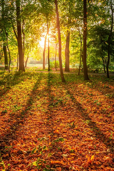 Marrone e sorprendente autunno nella foresta con raggio di sole — Foto Stock