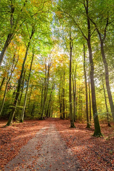 Güneş ışını ile ormanda yeşil ve altın yol — Stok fotoğraf