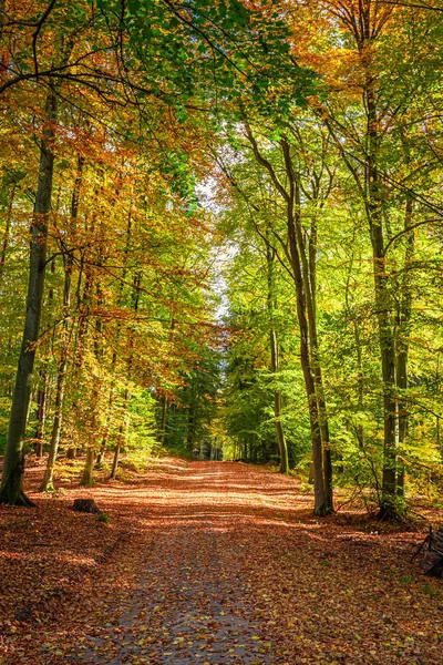 Kahverengi ve yeşil orman ve sonbaharda yaprakları, Polonya — Stok fotoğraf