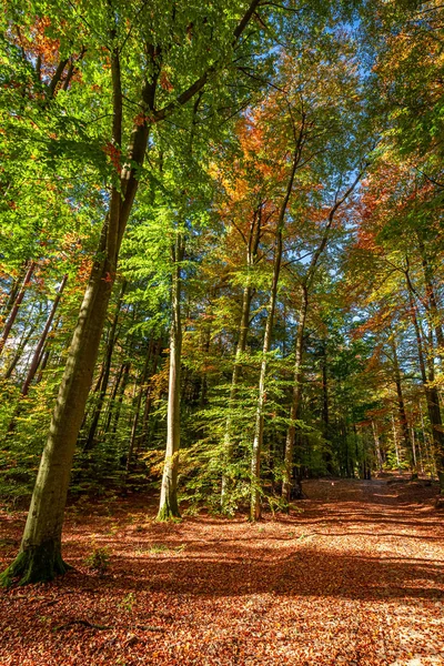 Sıcak ışık, Avrupa ile ormanda güzel altın sonbahar — Stok fotoğraf