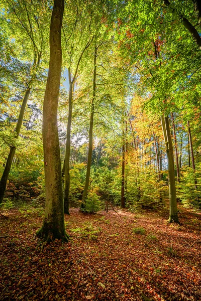 Foresta marrone e meravigliosa in autunno con raggio di sole — Foto Stock