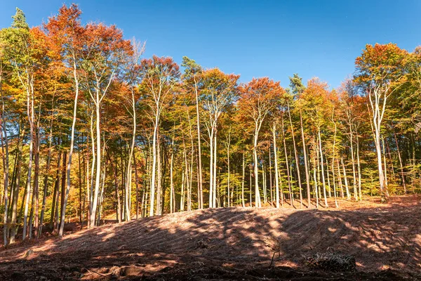Omračující a pestrý podzim v lese a v terénu, Evropa — Stock fotografie