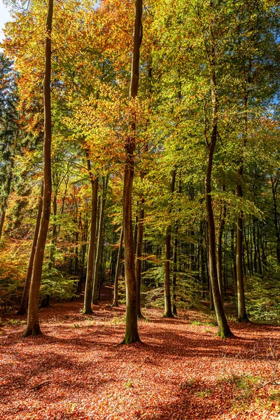 Güneş Kirişi ile ormanda renkli ve şaşırtıcı bir yol — Stok fotoğraf