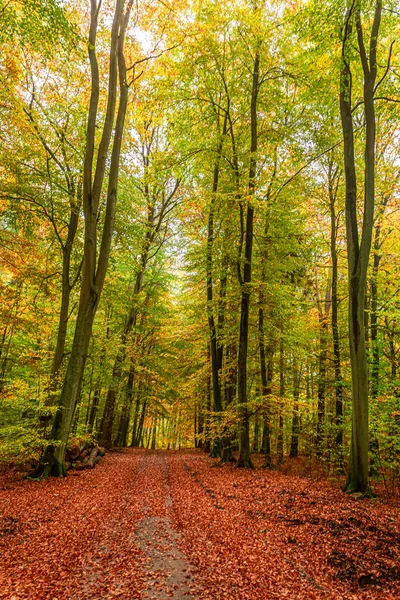 Sonbaharda renkli ve çarpıcı orman, Avrupa — Stok fotoğraf