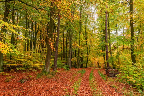 Güneşli ormanda harika ve kahverengi yol, Polonya — Stok fotoğraf