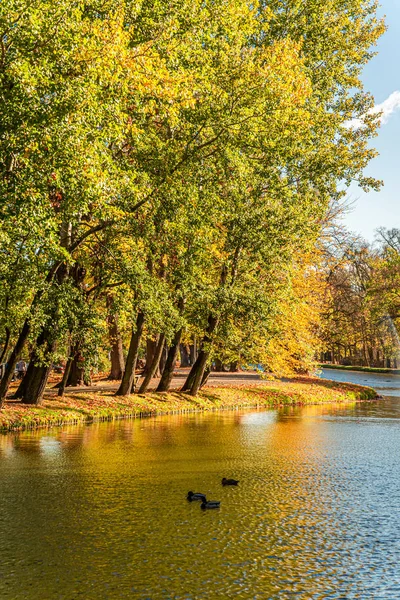 Bruine bomen aan de rivier in de herfst in Polen — Stockfoto