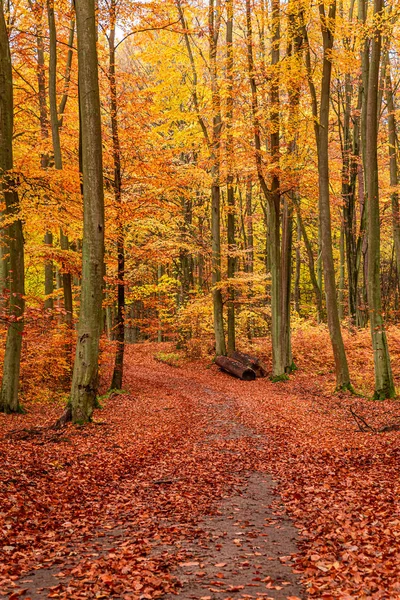 Arbres bruns et dorés dans la forêt d'automne en Pologne — Photo