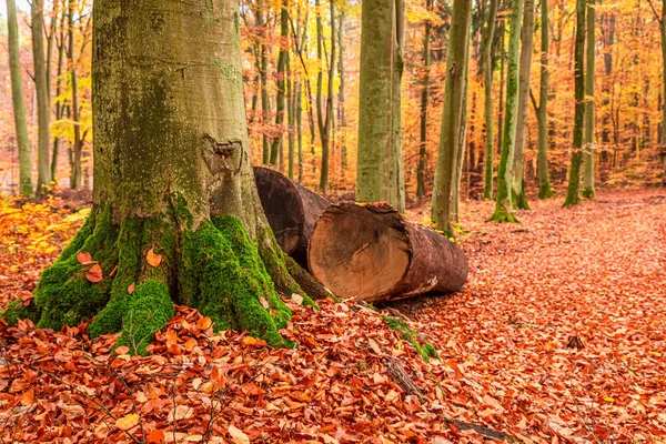 Hnědé stromy a listí v prosluněném podzimním lese, Polsko — Stock fotografie