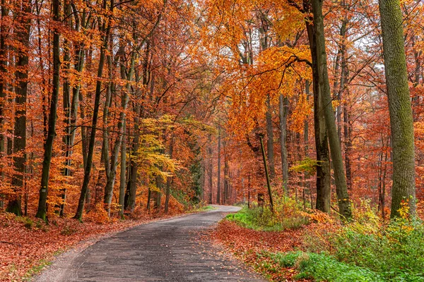 Floresta marrom e estrada escura no outono, Polônia — Fotografia de Stock