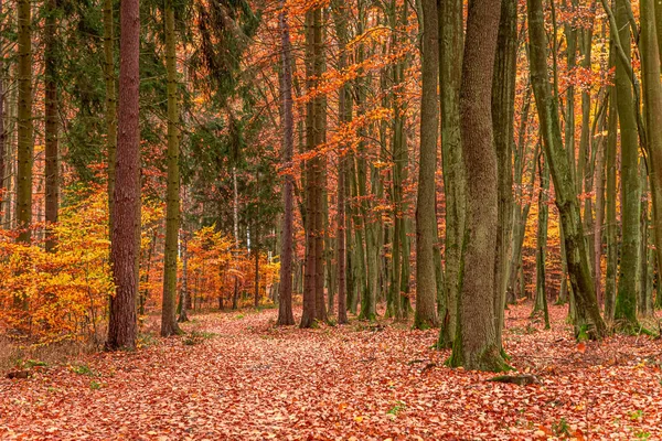 폴란드의 가을에 는 단풍이 가득한 갈색 숲 — 스톡 사진
