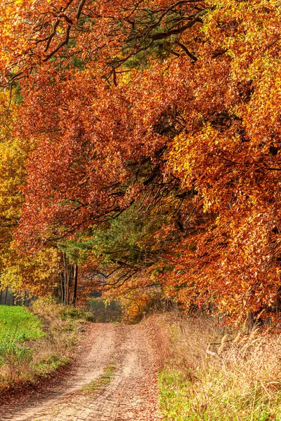 Sonbaharda ülke yol ve kahverengi orman, Polonya — Stok fotoğraf