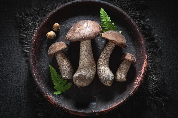 Wilde paddenstoelen op oude kleiplaat met Fern — Stockfoto