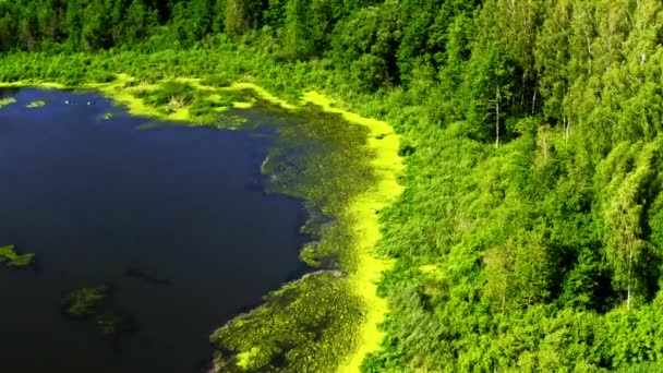 Vivid green algae on the lake in summer, flying above — Stock Video