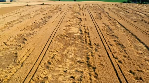 Wind damage in a field in summer, flying above — Stock Video