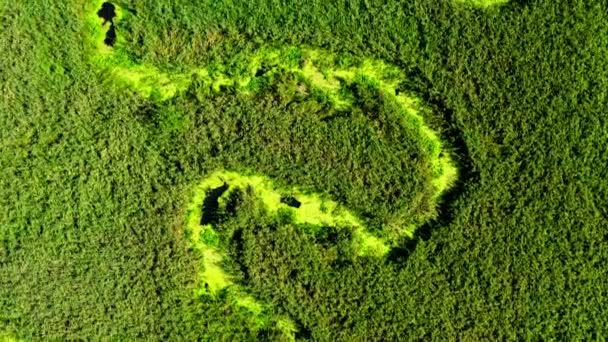 Petite rivière et marécages verts, vue aérienne, Pologne — Video