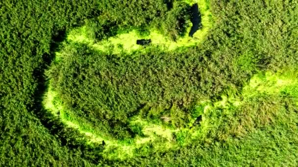 Rivier en groene moerassen in de zomer, luchtfoto, Polen — Stockvideo