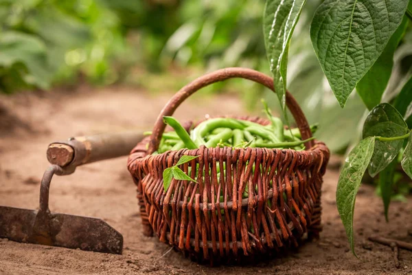 Зелена квасоля в плетеному кошику на сільській місцевості — стокове фото