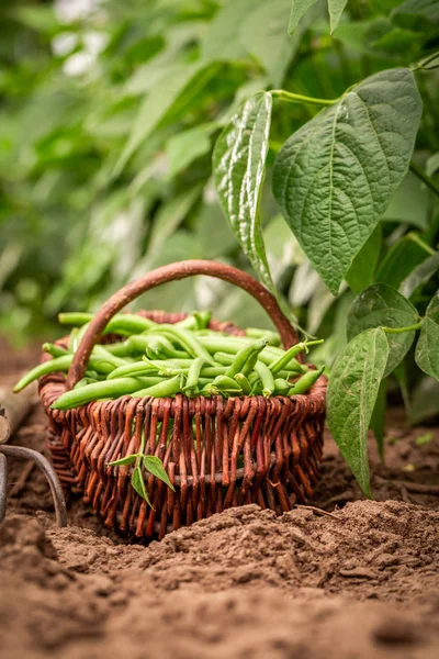 Close-up van rauwe groene bonen op het veld — Stockfoto