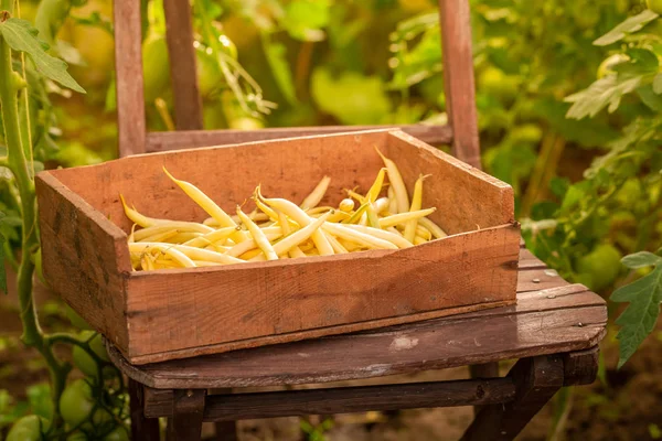 Verse en rauwe gele bonen in een oude houten kist — Stockfoto