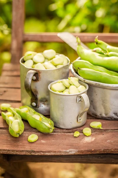 Closeup of broad beans in a old greenhouse — Stock Photo, Image