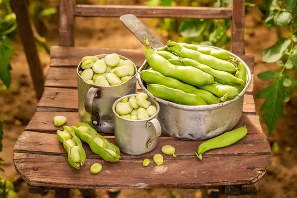 Verse en rauwe groene brede bonen in kleine kas — Stockfoto