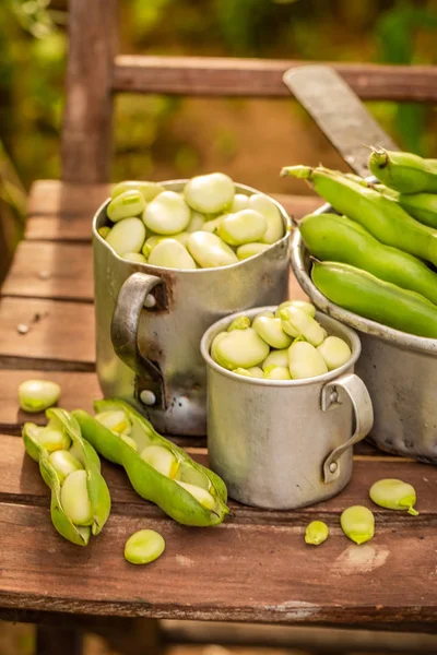 Nyskördade bondbönor på gammal trästol — Stockfoto