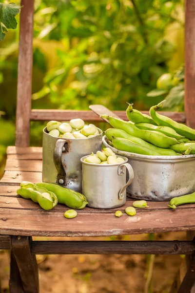 Nyskördade bondbönor i gammalt växthus — Stockfoto