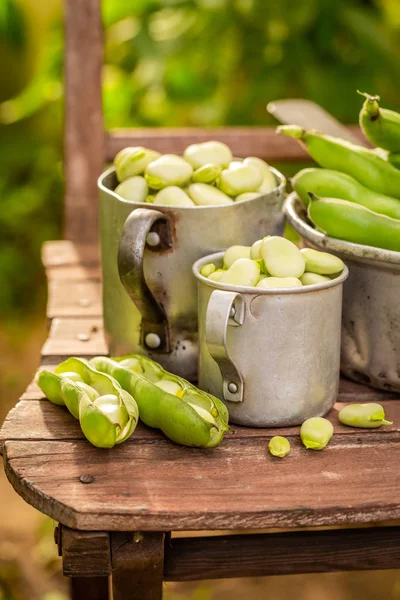 Nahaufnahme roher Saubohnen im Sommer — Stockfoto