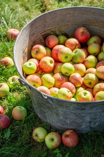 Сладкие и спелые яблоки в солнечном летнем саду — стоковое фото