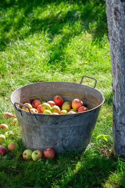 Сбор и мытье яблок в летнем зеленом саду — стоковое фото