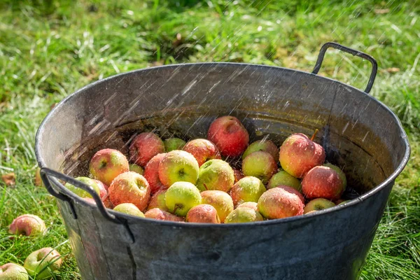 Здоровые и свежие яблоки в солнечном саду — стоковое фото