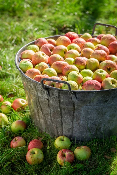Вкусные и сладкие яблоки в старой металлической ванне — стоковое фото