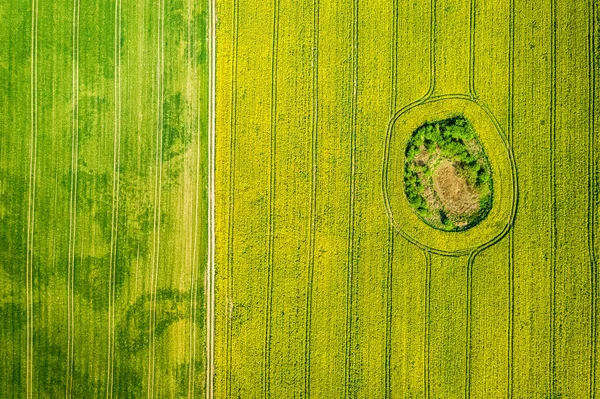 Voando acima dos campos de estupro amarelo e verde no verão, Polônia — Fotografia de Stock