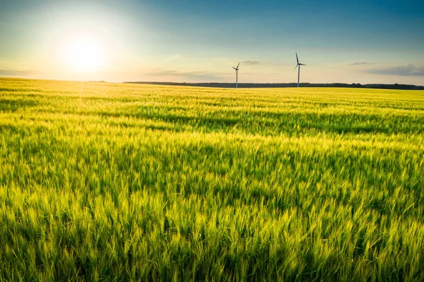 Field wheat and wind turbines at sunset, aerial view — Stock Photo, Image