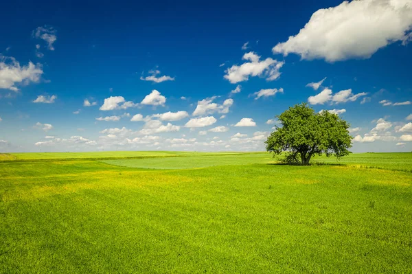 Vårlandskap med träd på grönt fält och blå himmel — Stockfoto